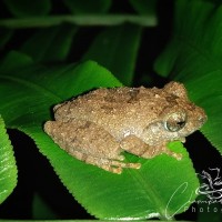 Pseudophilautus rus Megaskumbura & Manamendra-Arachcchi, 2005